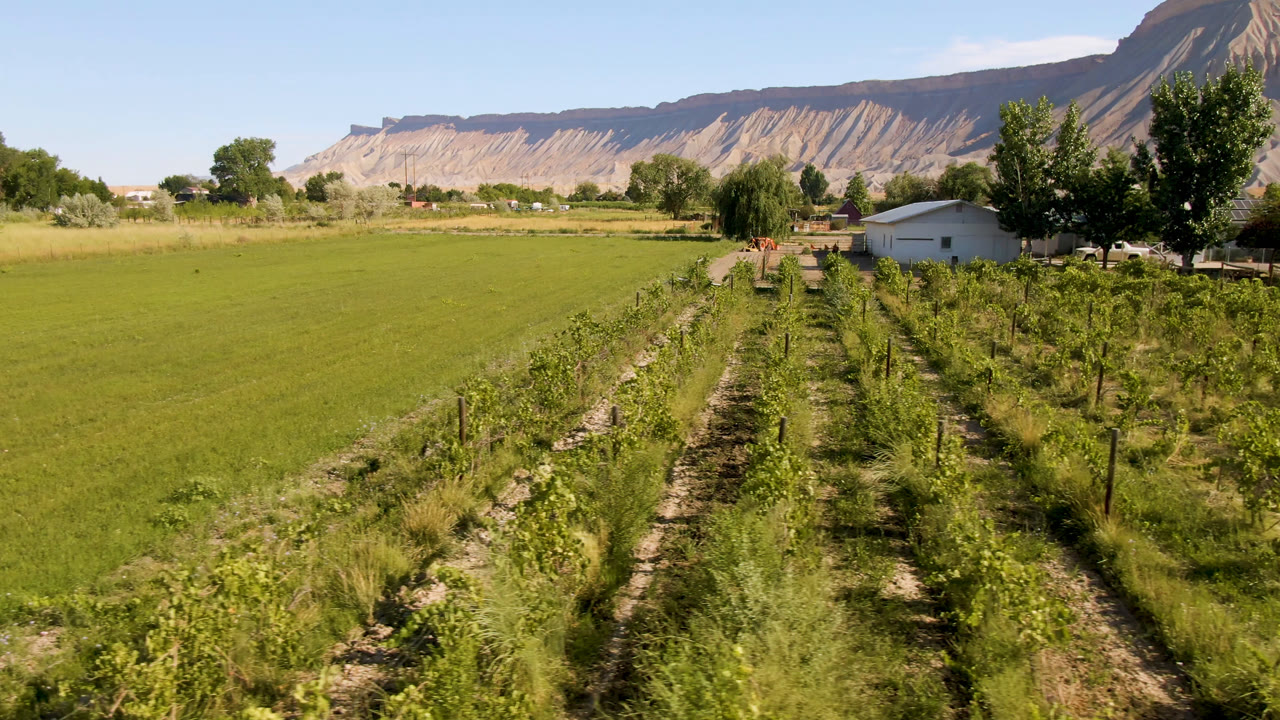 Wide view in Palisades, Colorado with green crop rows in the foreground, a grass field on the left, small farm buildings and trees ahead, and layered mountains in the distance.
