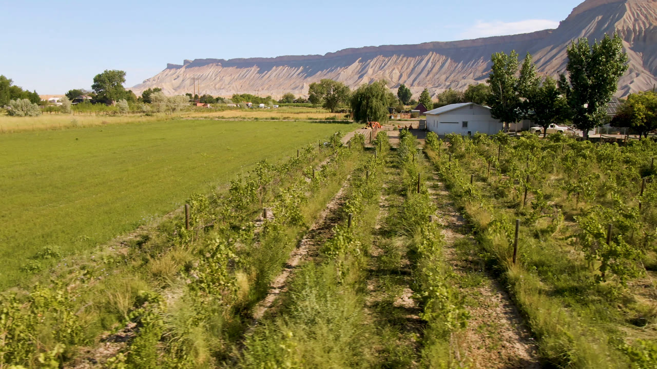 Farm rows lead toward trees and a pale mountain ridge beyond a grassy field.