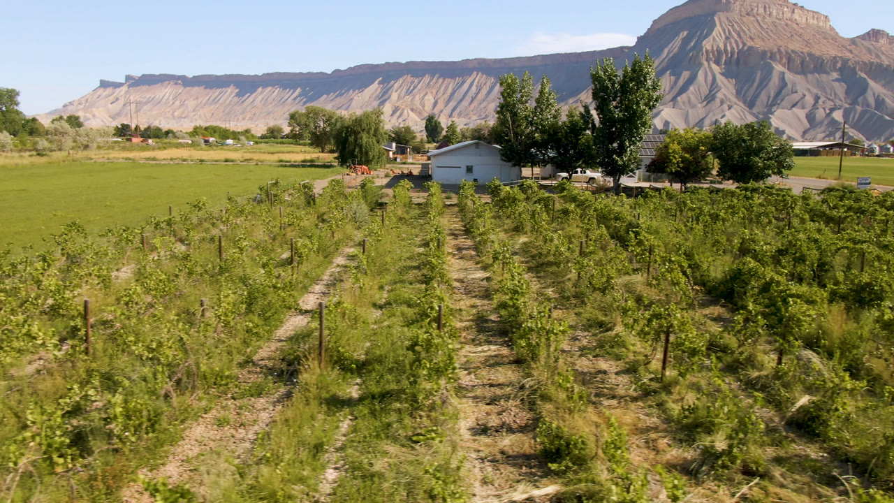 Wide Palisades, Colorado farmland view with crop rows leading toward a small house, trees, parked vehicles, and tan mountains under clear sky, with no visible people.