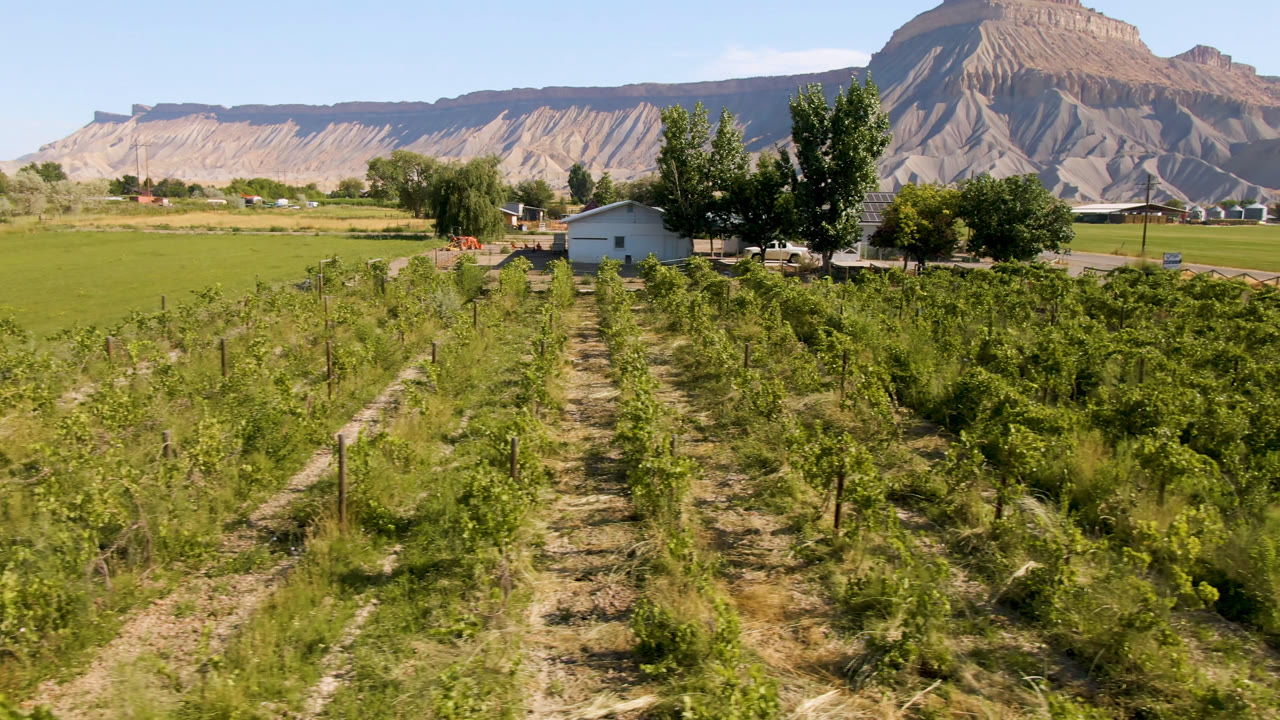 Farm field rows and a small house with trees in front of tan mountains.