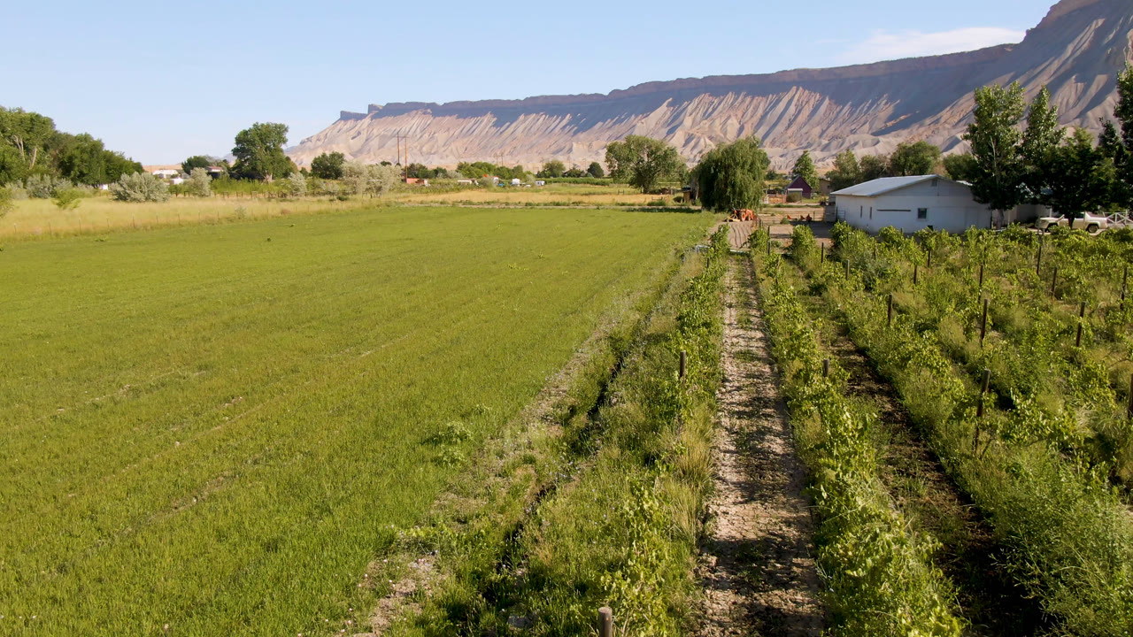 Green field beside crop rows with a white building and mountains beyond.