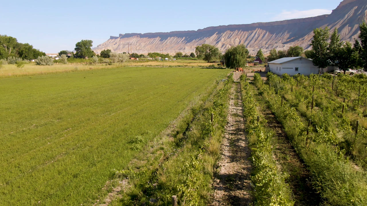 Third frame keeps the crop rows and central dirt track prominent in the foreground, with a white building, trees, low farm structures, mountains, and no visible people in Palisades, Colorado.