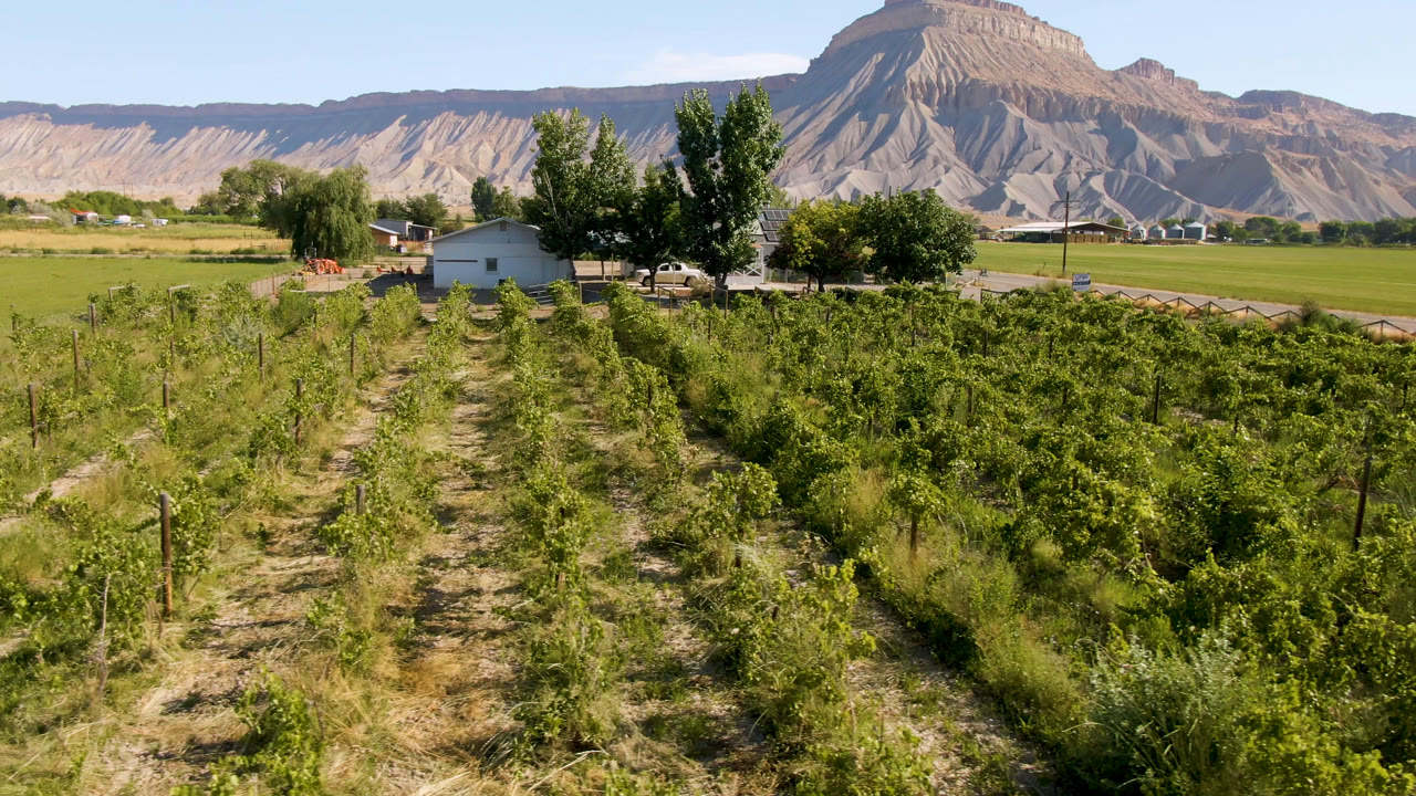 Opening frame in Palisades, Colorado with green crop rows leading toward a small house, roadside trees, and tan mountains under clear sky, with no visible people.
