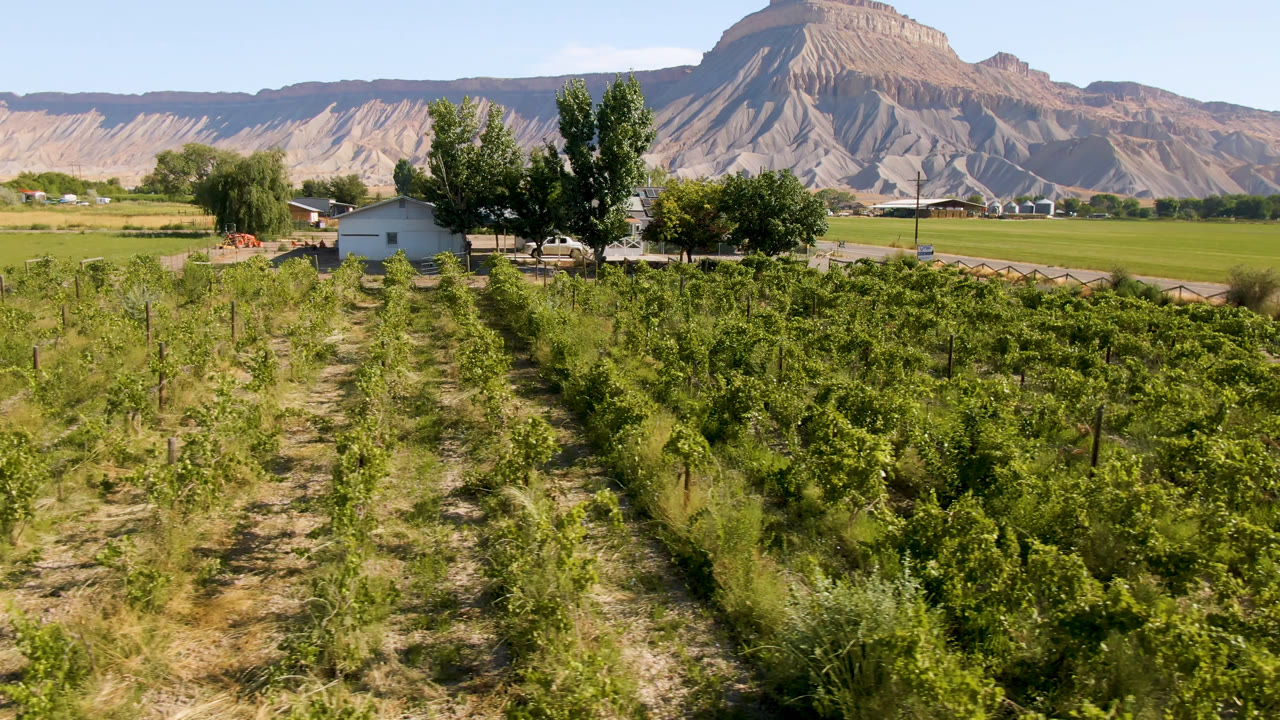 Third frame in Palisades, Colorado with dense green plants across the foreground, a pale house and trees near the road, and desert-colored mountains behind them, with no visible people.