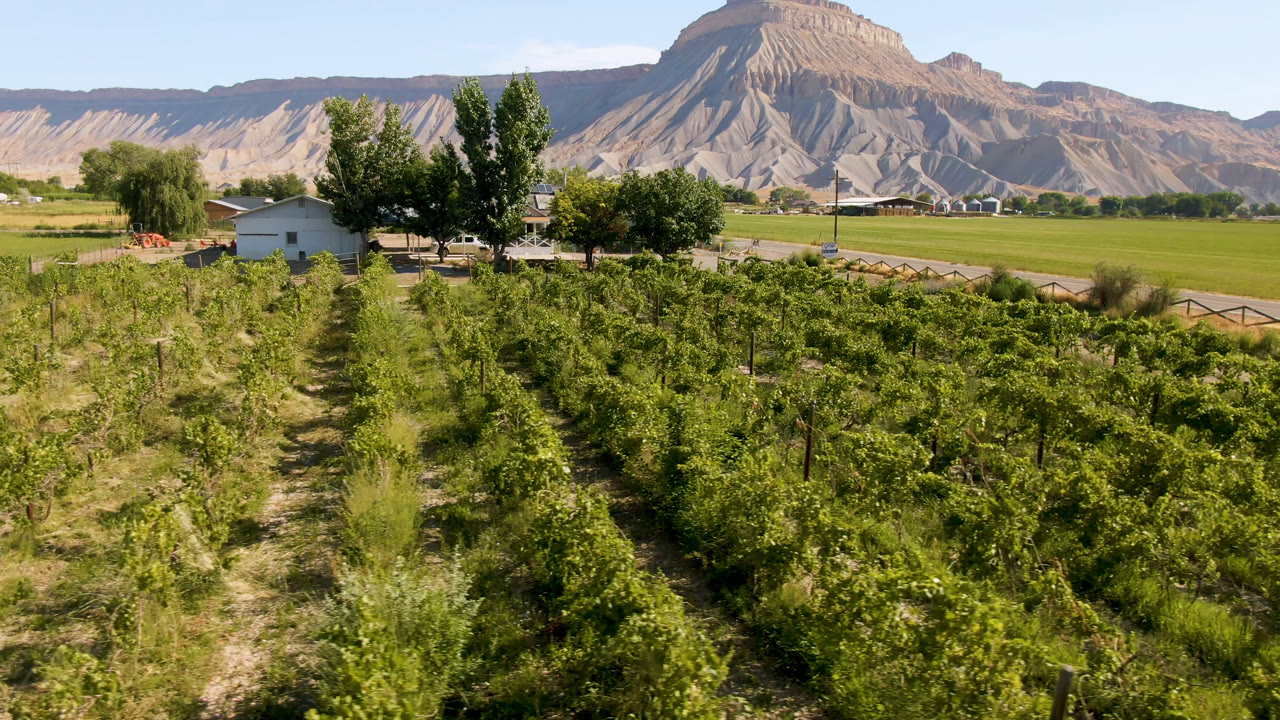At 0:00, green plant rows in Palisades, Colorado lead toward a small building, roadside trees, open fields, and a broad mountain under a clear sky, with no visible people.