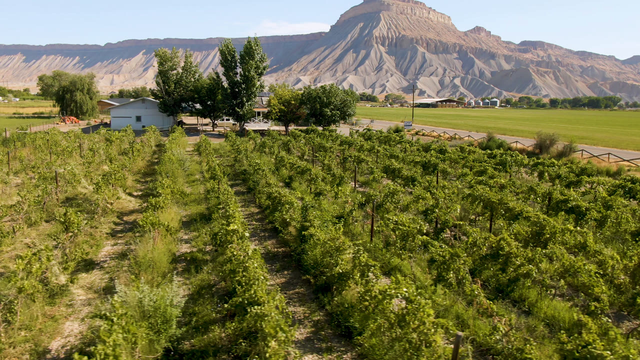 Green rows of plants with a small building, trees, fields, and a mountain beyond.