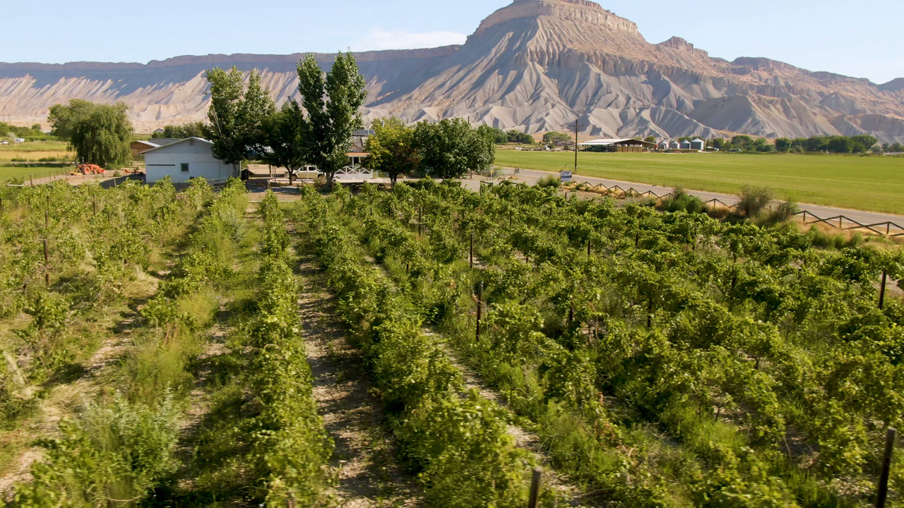 At 0:02, the Palisades, Colorado frame centers the planted rows and dirt path, with roadside fencing, open farmland, a cluster of trees, and the mountain face in the distance, with no visible people.