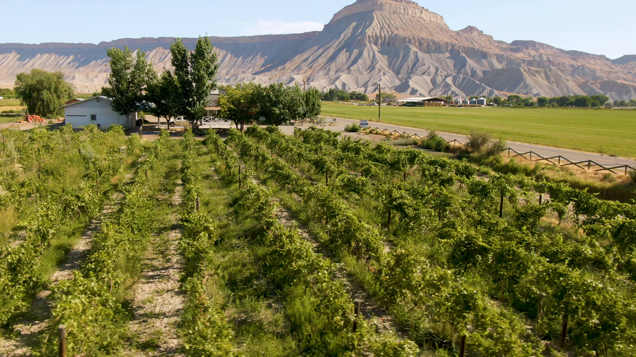 Vineyard rows leading toward trees, a small building, road, and tan mountains.