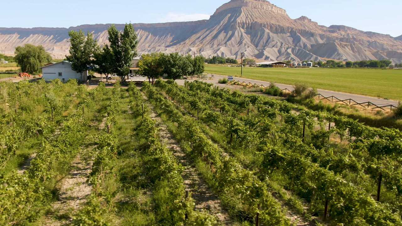 Palisades, Colorado vineyard rows run toward a midground road and trees, with farm structures at the base of a broad mountain ridge and no visible people.