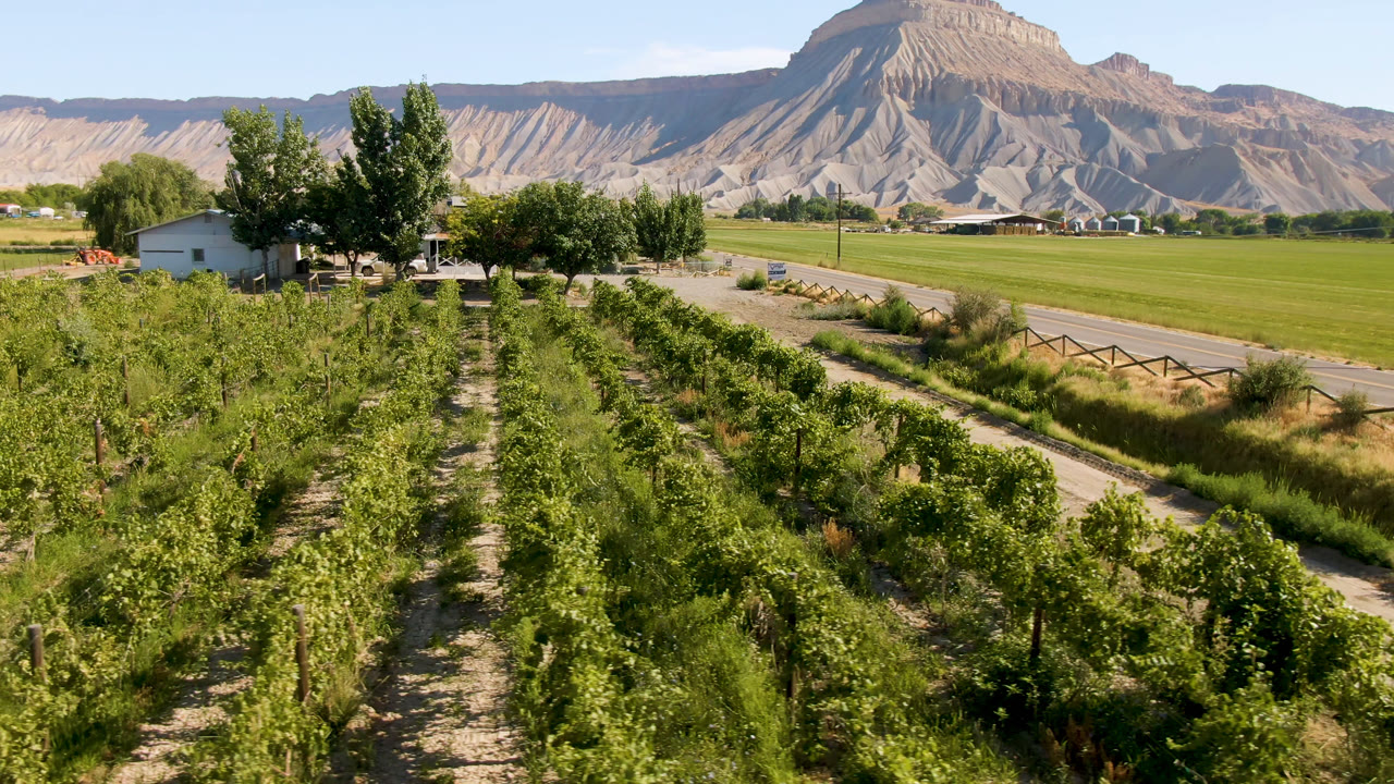 Vineyard rows beside a dirt path with mountains in the distance.