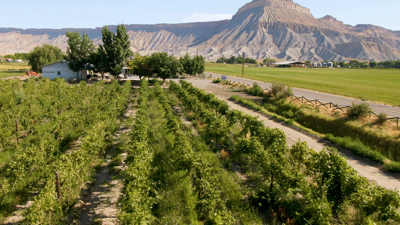 At 0:01, the Palisades vineyard remains centered, with dense green vines in the foreground, a dirt lane to the side, roadside trees, farm buildings, and no visible people.
