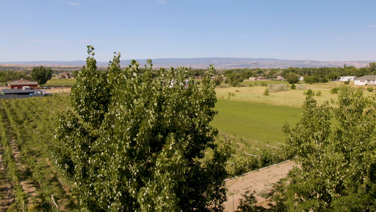 Trees in front of farm fields with a distant red-roofed barn