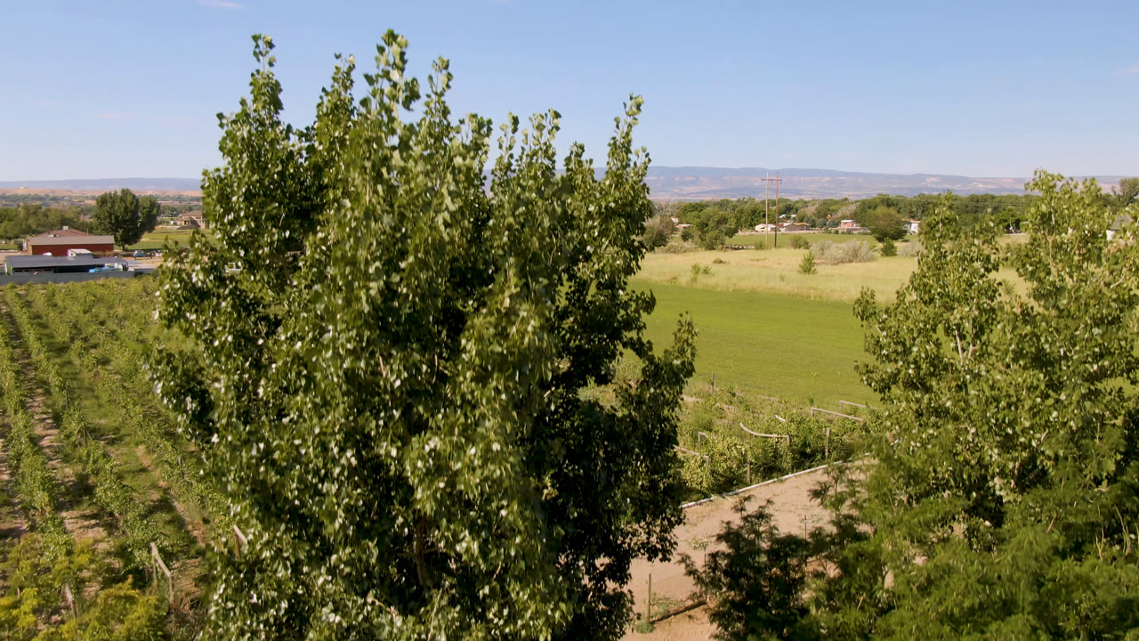 Palisades, Colorado farm landscape where a tall leafy tree dominates the frame, with planted rows, open fields, distant hills, and no visible people behind it.