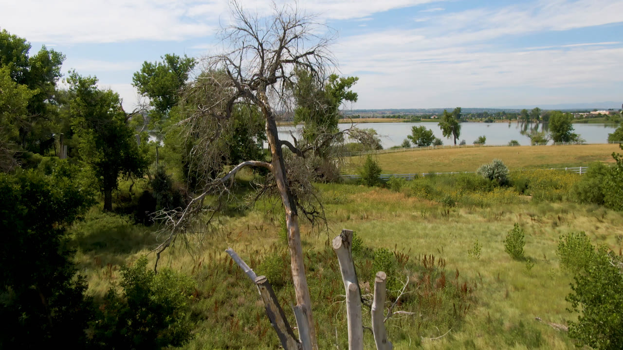 Dead tree trunks and leafy green trees frame a dry grassy field near distant water in Broomfield, Colorado, with no visible people.