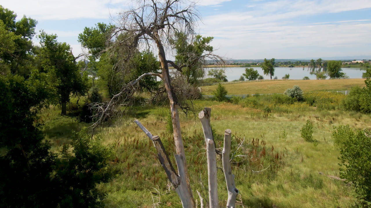 A bare leaning tree and dense green foliage overlook yellow-green grass and distant water in Broomfield, Colorado, with no visible people.