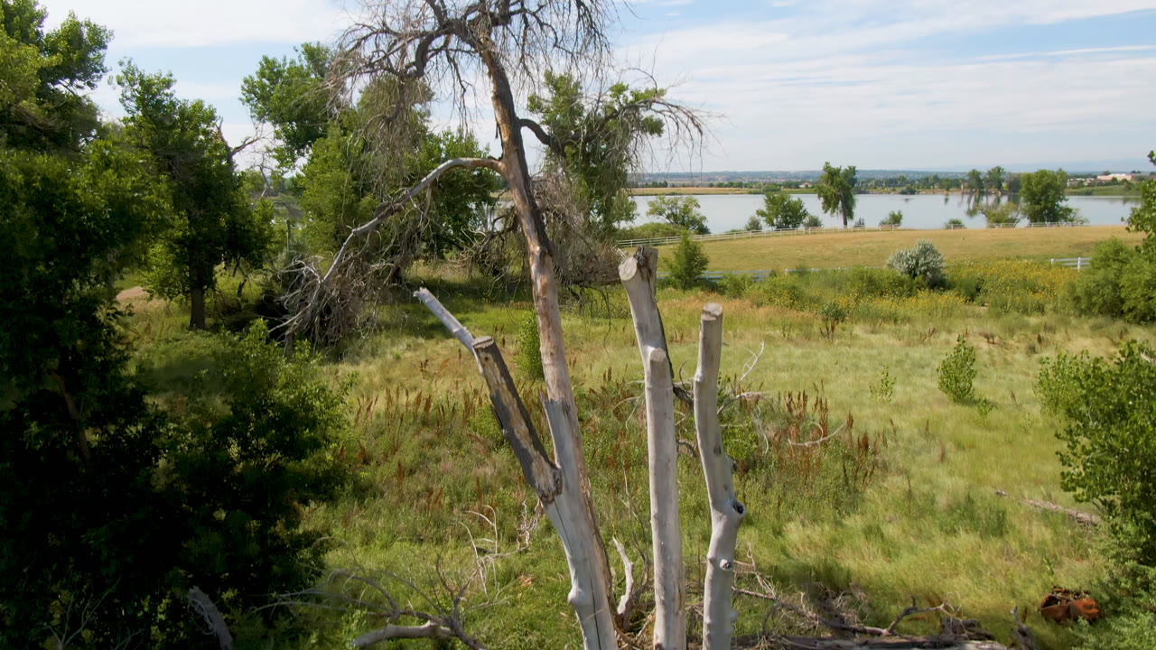 Dead pale trunks stand in grass with trees and water behind them.