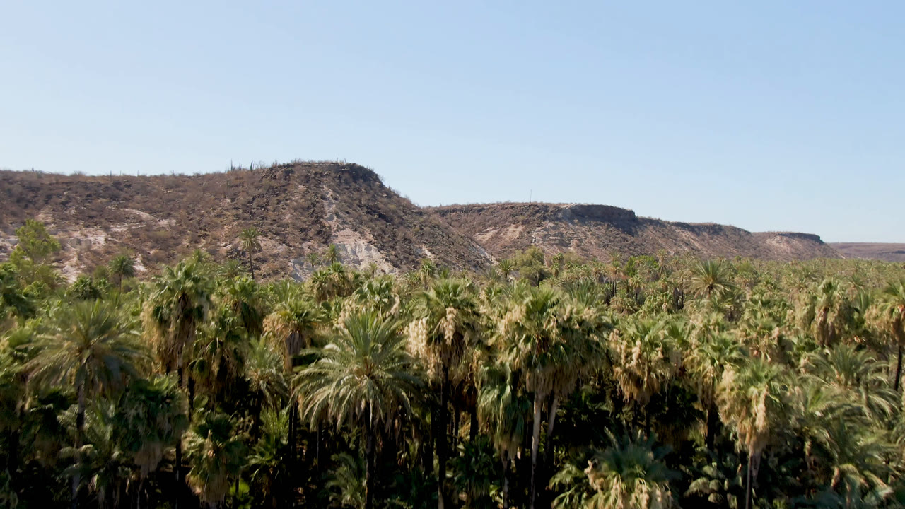 Palm canopy below dry desert ridges and clear blue sky.