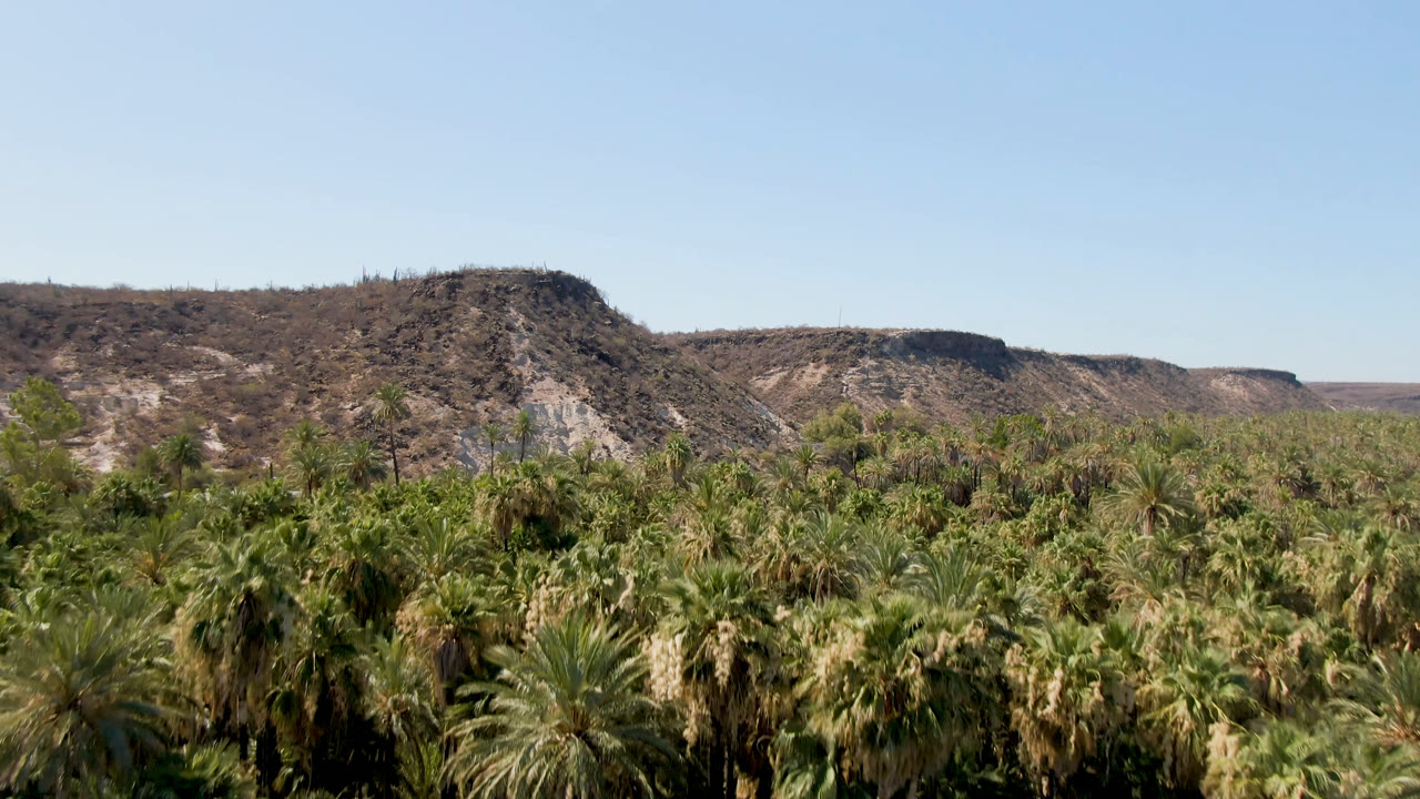 A broad palm grove in San Ignacio sits below a rocky plateau, with bright midday light, sparse desert vegetation on the ridge, and no visible people.