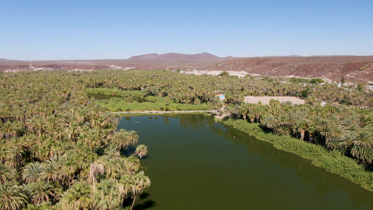 Aerial view of green water bordered by palm trees and desert hills.