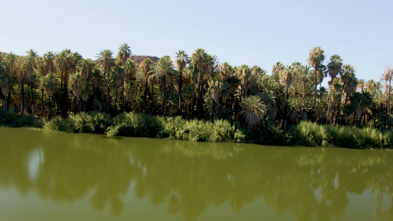 Wide view of green lake water and a dense palm grove along the shore in San Ignacio, Baja California Sur, with blue sky above and no visible people.