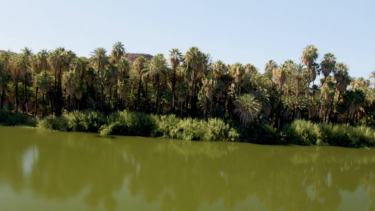 Palm grove and reeds reflected in green lake water