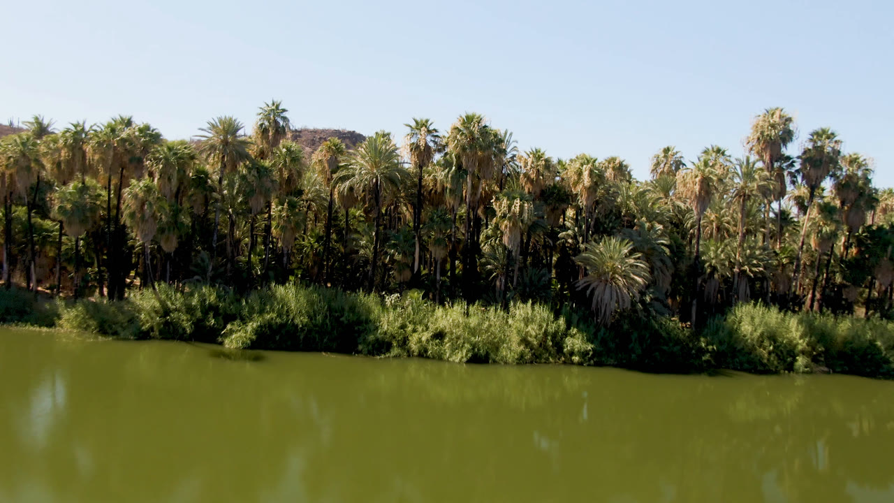 Dense palms, brush, and low shoreline vegetation border the green lake in San Ignacio, Baja California Sur, under clear daylight with no visible people.