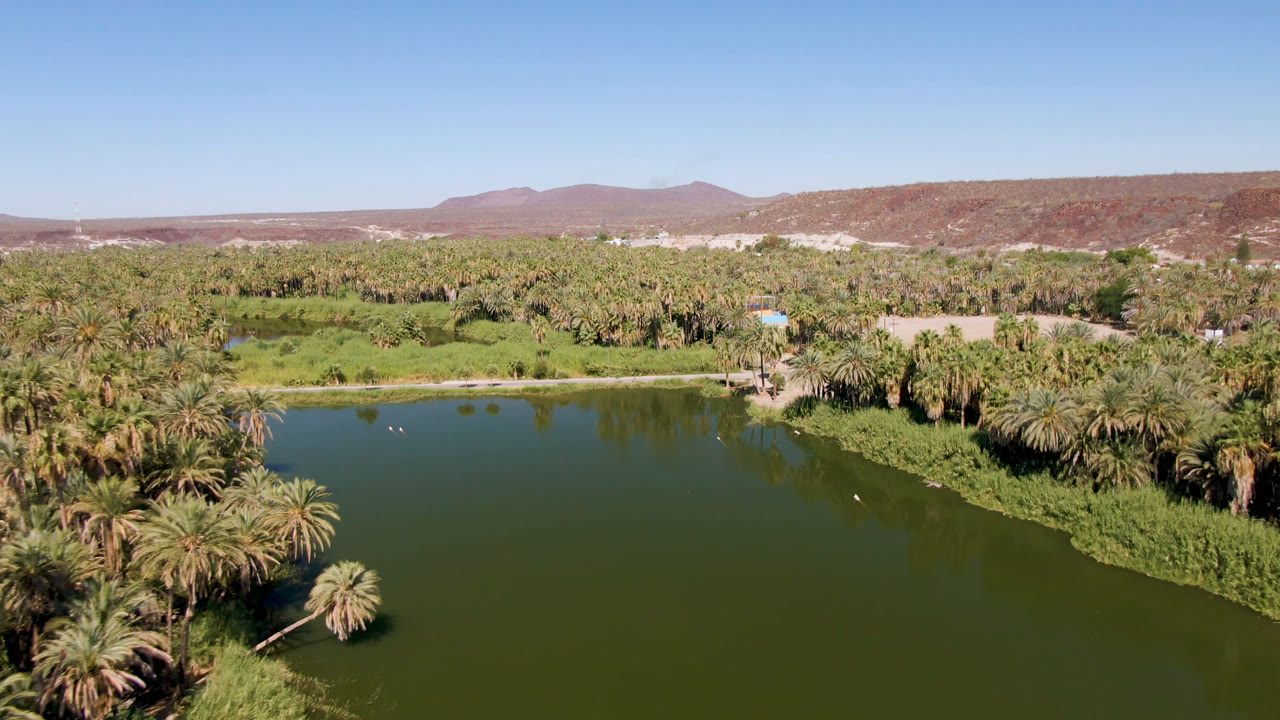 Wide aerial frame in San Ignacio, Baja California Sur, showing green water below, thick palm groves across the middle of the frame, low desert hills, and no visible people.