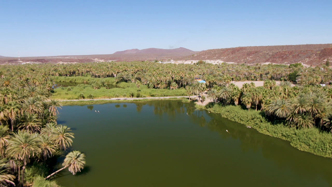 Green oasis water with palm trees, brush, hills, and clear sky.