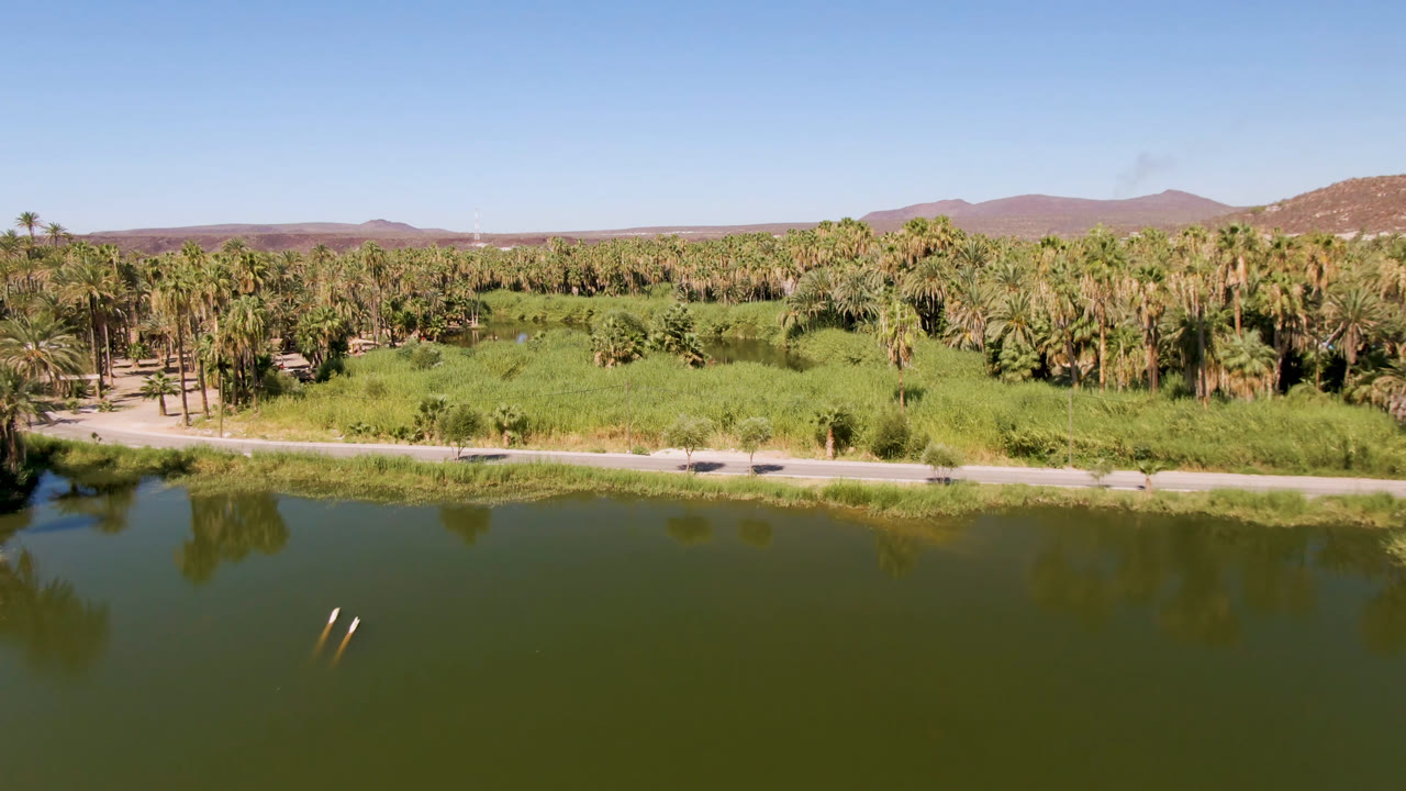 Aerial view in San Ignacio, Baja California Sur, Mexico, with green lake water in front, a road beside reeds, a palm grove, low hills, blue sky, and no visible people.