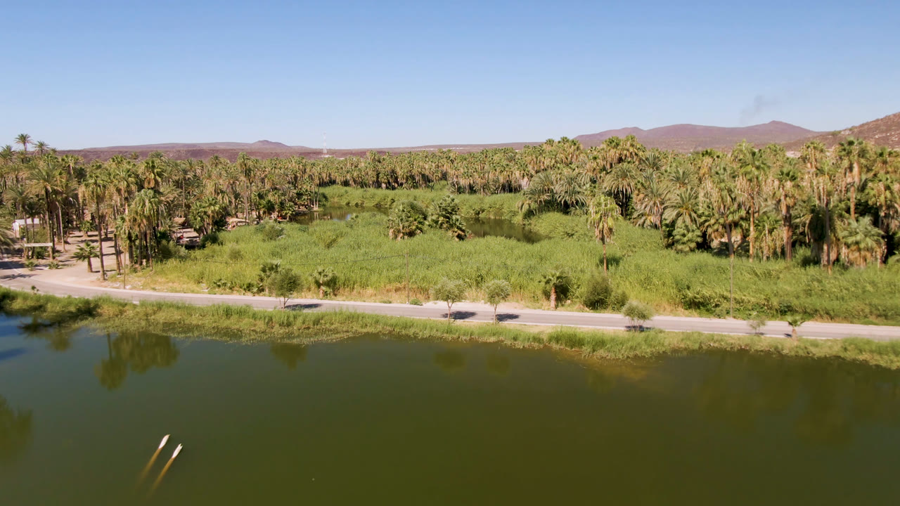 Aerial frame in San Ignacio showing green water across the foreground, a pale road behind the shore, dense palms, distant brown hills, clear sky, and no visible people.