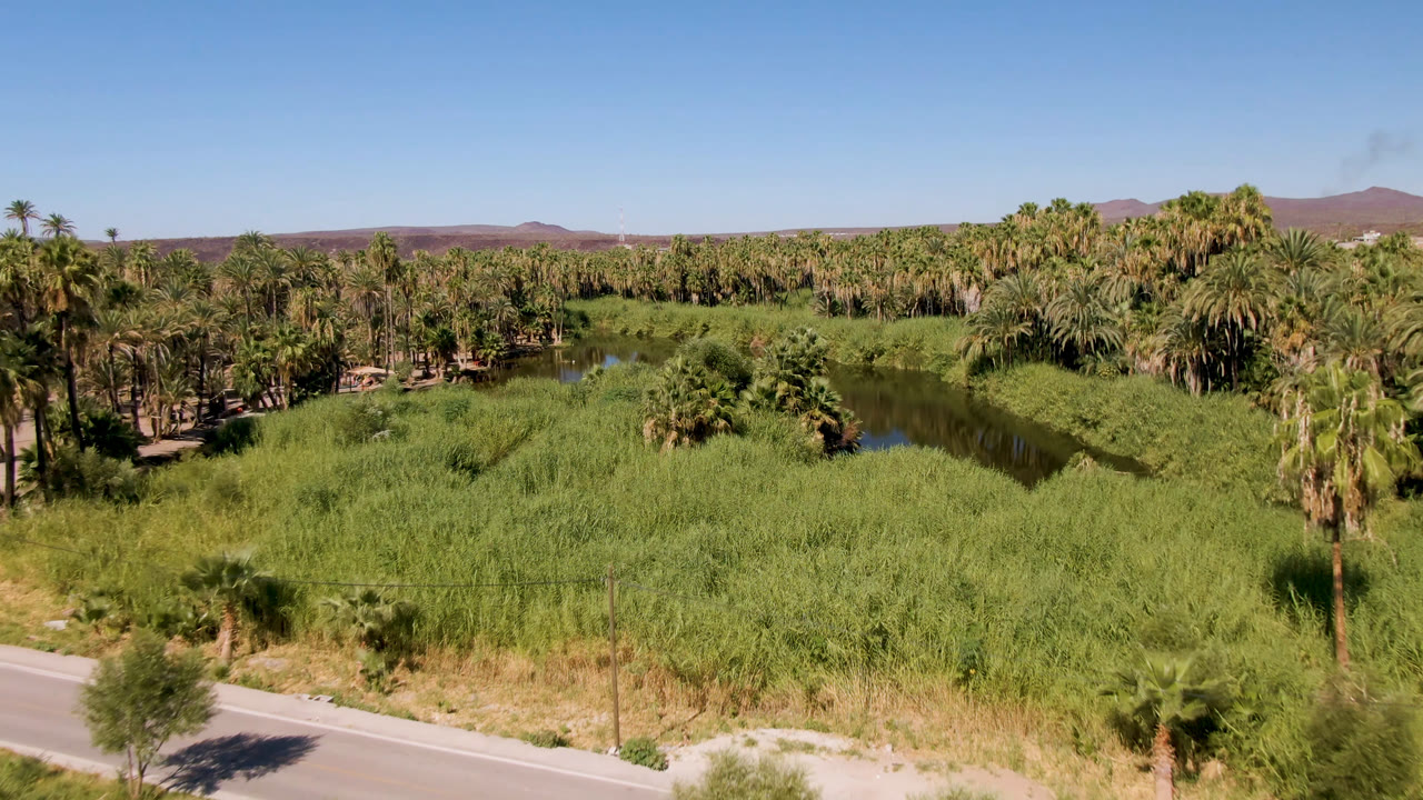 Wide aerial frame from San Ignacio, Baja California Sur, Mexico, showing a road edge in the foreground, green reeds, a dark river channel, palm groves, distant hills, blue sky, and no visible people.