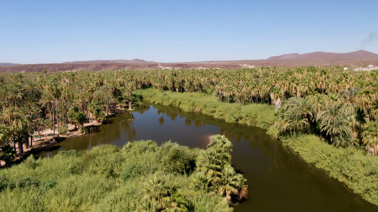 Palm oasis and dark water with dry mountains under a clear sky.