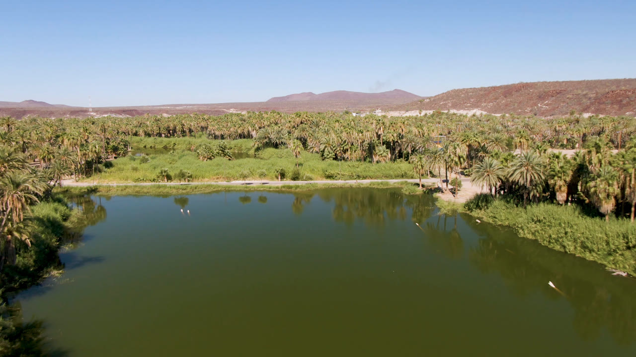 Aerial frame over a green lake in San Ignacio, Baja California Sur, with a dense palm grove across the shore, reddish hills beyond, and no visible people.