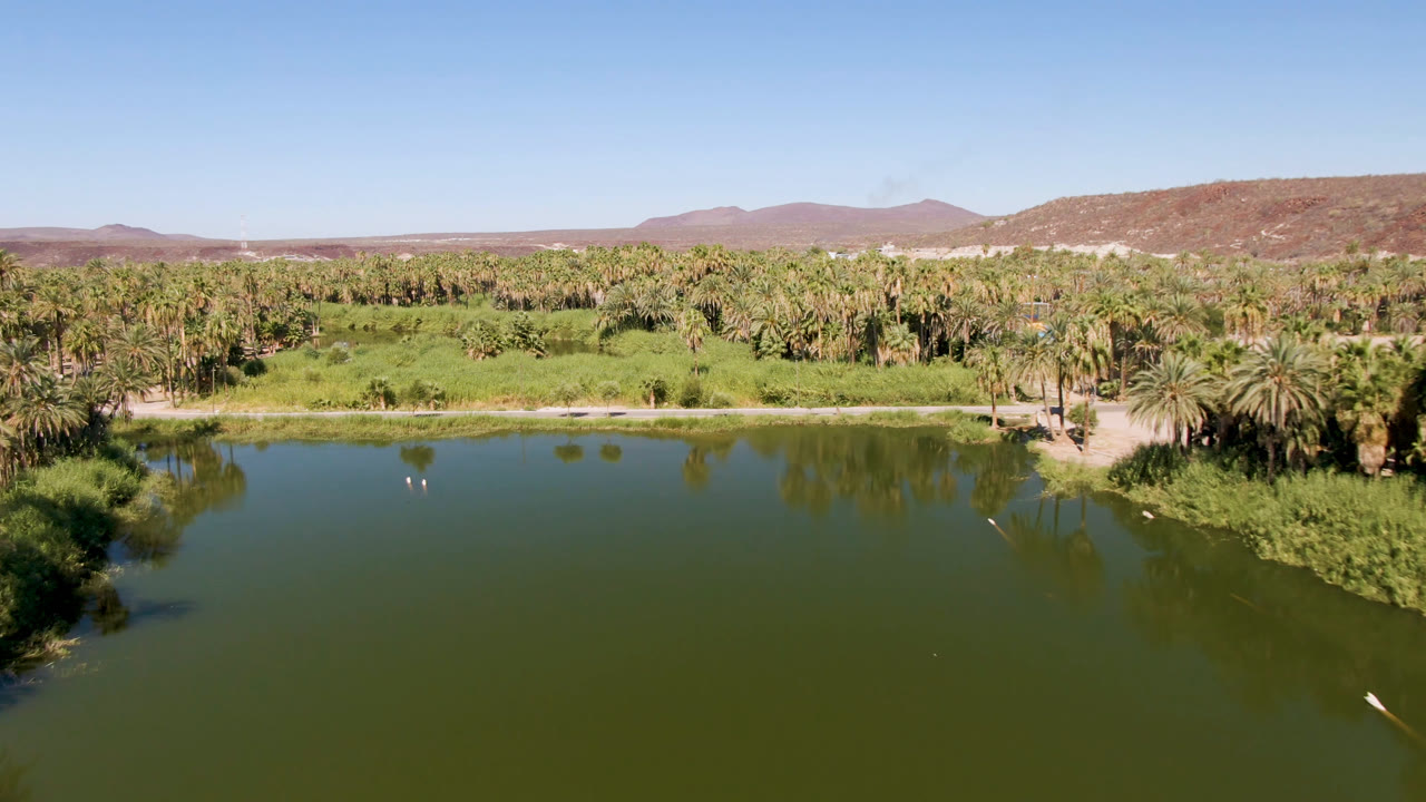 Wide aerial view in San Ignacio, Baja California Sur, looking across dark green water toward palms, shoreline brush, low brown hills, and no visible people.