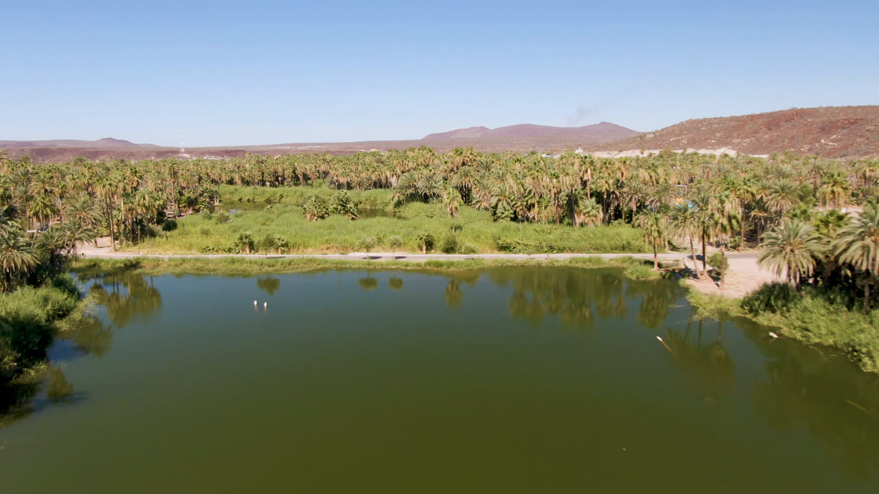 Lake surface with small pale objects near the shore, palms, and mountains.