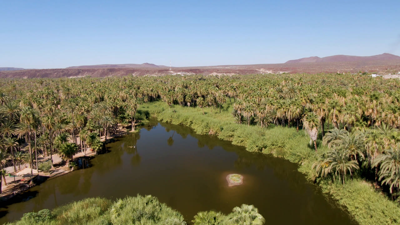 Opening aerial frame over San Ignacio, Baja California Sur, with a green river in the foreground, thick palm groves on both banks, low mountains beyond, and no visible people.