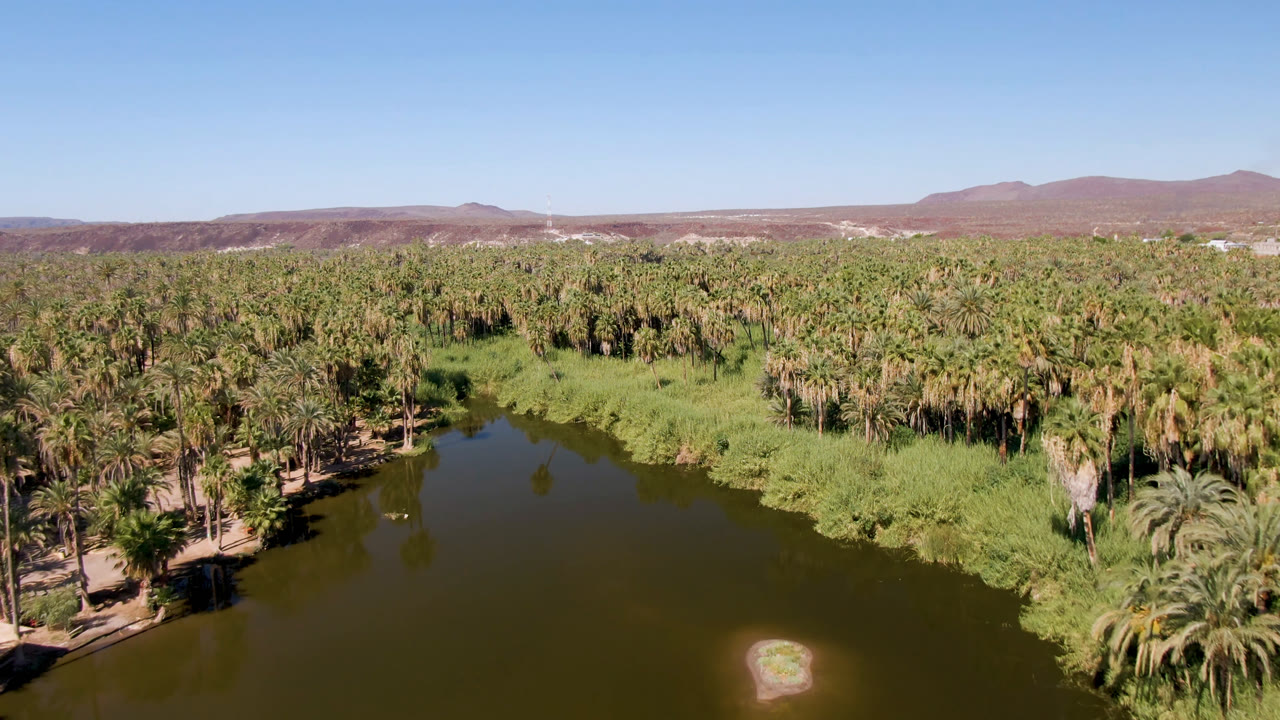 High view across a palm-lined river with reeds and desert hills.