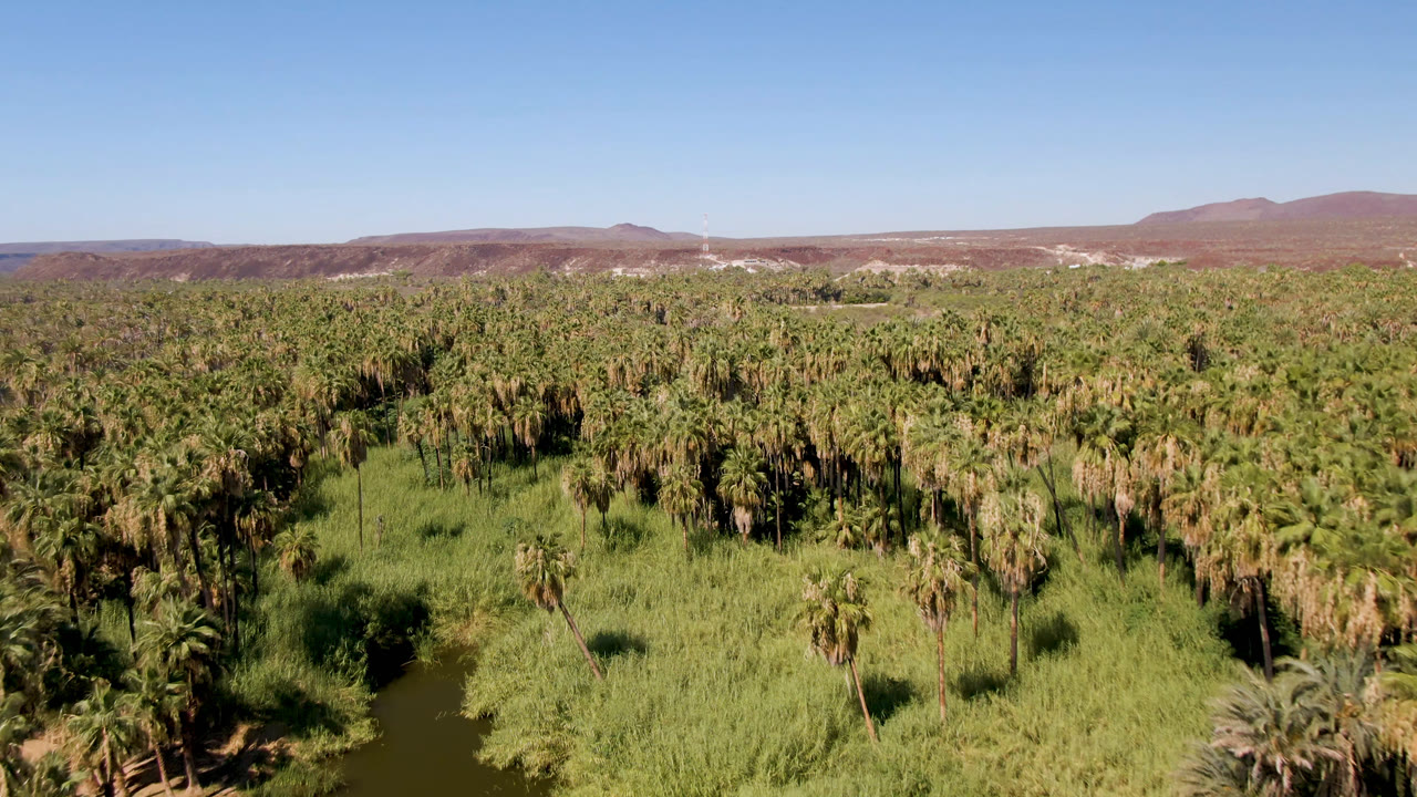 Opening aerial frame over San Ignacio, Baja California Sur, showing a dense palm grove, green wetland vegetation, reddish desert hills, and no visible people.