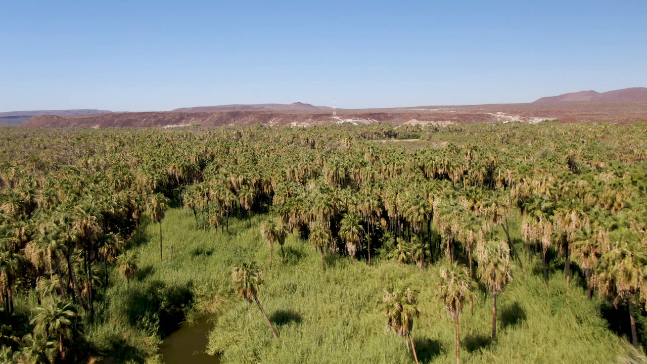 Second aerial frame in San Ignacio, Baja California Sur, with the palm canopy filling most of the view, green grasses below, distant dry hills, and no visible people.