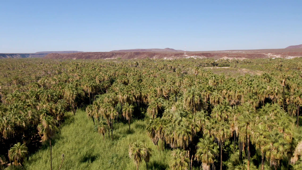 Aerial frame over the San Ignacio palm grove, with tall grasses in the lower left, dense palms across the center, reddish hills on the horizon, clear blue sky, and no visible people.