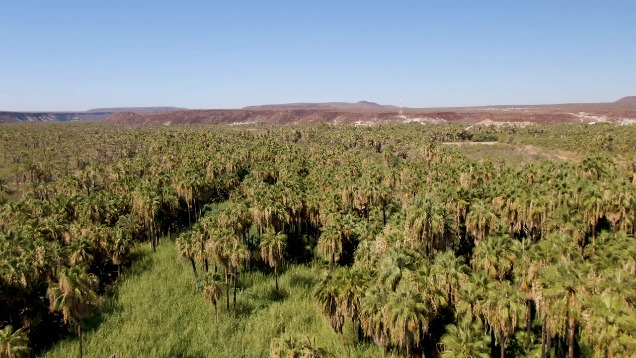 Second aerial frame in San Ignacio shows a broad palm canopy with a darker central stand of trees, green reeds in the lower frame, reddish-brown hills beyond, and no visible people.
