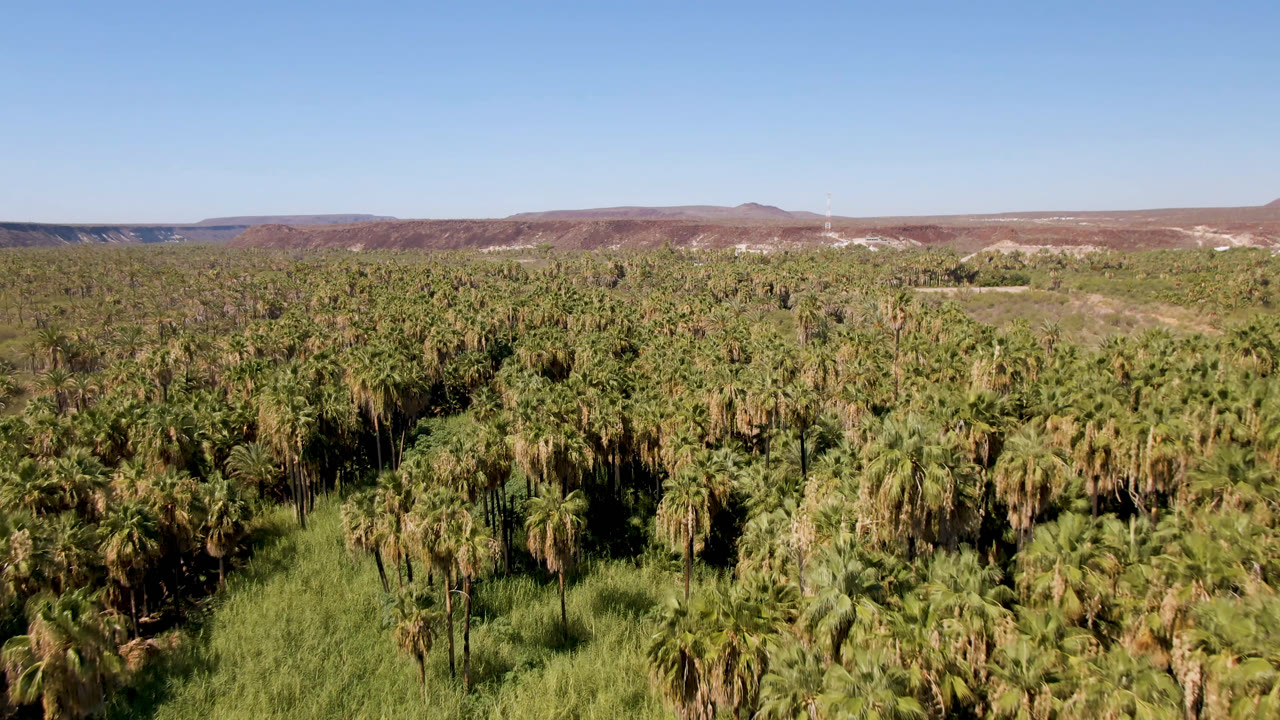 Wide aerial view of palm forest, brushy clearing, low hills, and blue sky.