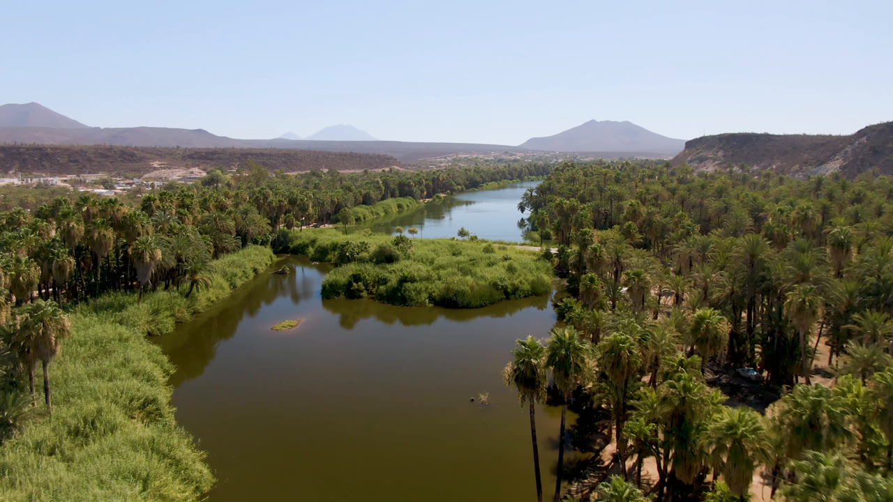 Aerial view in San Ignacio, Baja California Sur, looking over calm river water, thick green reeds, palm clusters, tan desert ground, and distant mountains under a clear sky, with no visible people.