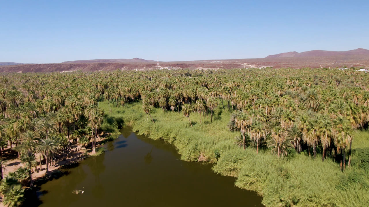 Aerial view over the San Ignacio oasis in Baja California Sur, Mexico, with a dark river in the foreground, dense palms beyond it, arid hills on the horizon, and no visible people.