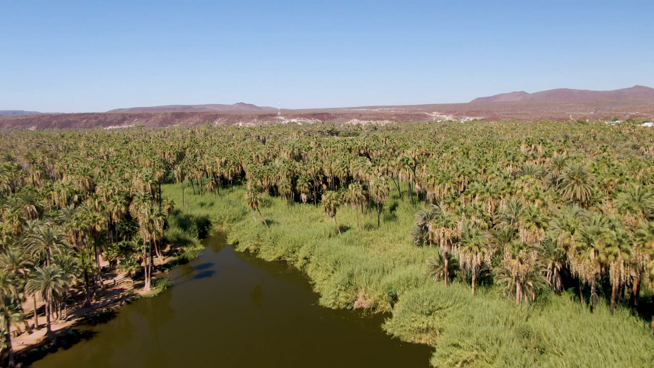 Aerial frame from San Ignacio showing the river channel bordered by bright green vegetation, a broad palm forest, reddish desert hills, clear sky, and no visible people.
