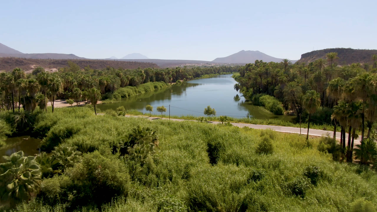 Wide aerial frame from San Ignacio, Baja California Sur, showing green river water behind tall reeds, a roadside strip, dense palms, dry hills, blue sky, and no visible people.