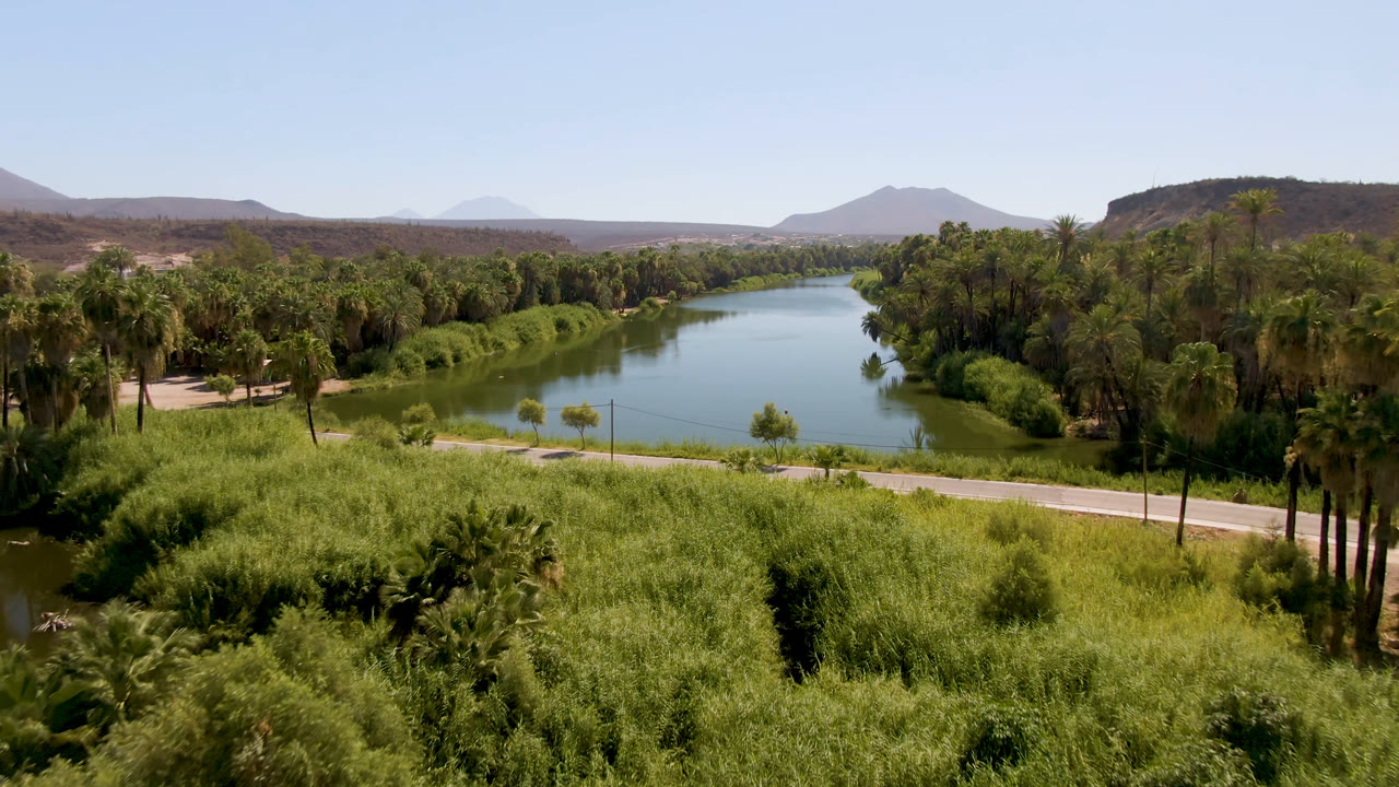 Aerial view in San Ignacio with thick green reeds in the foreground, a curving river behind them, clustered palm trees on the right, distant hills, and no visible people.
