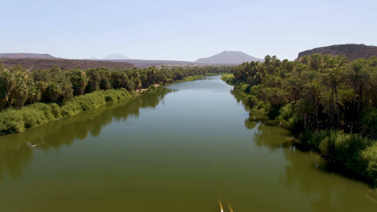 A wide aerial frame over green river water in San Ignacio, Baja California Sur, with palms on both banks, dry hills on the horizon, and no visible people.