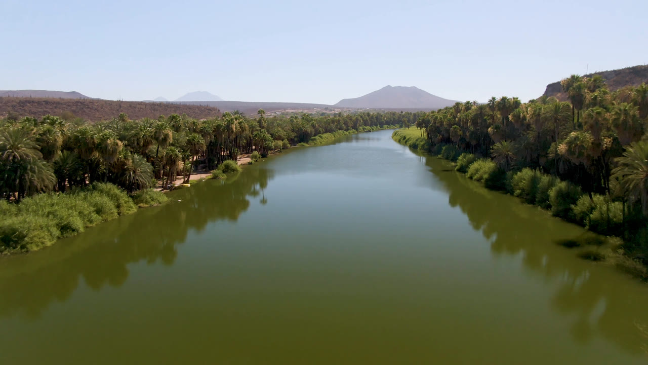 Green river with palm trees and a lone palm reflection near the right bank