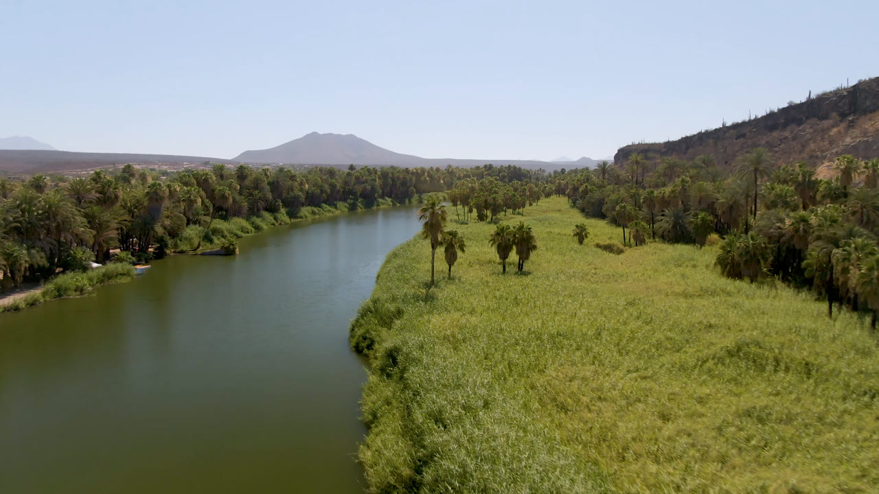 Aerial view of green river water beside grass and palms under a clear sky.